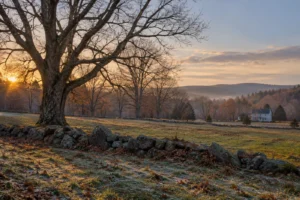 A bare tree overlooking a frosty field, with a distant farmhouse in soft November light